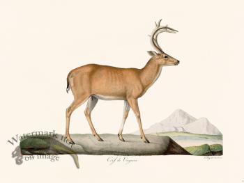 Cuvier 003 Virginia Deer